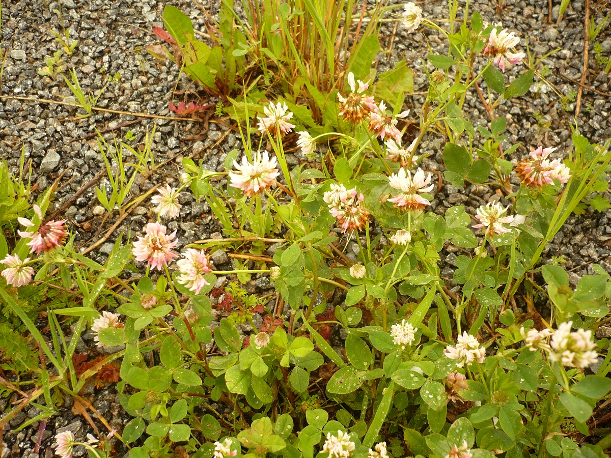 Trifolium hybridum var. hybridum (Fabaceae)